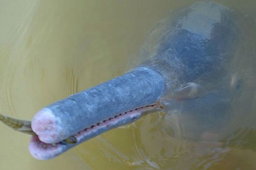 dolphin species 1